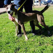 Thumbnail photo of Tuffy JuM #2