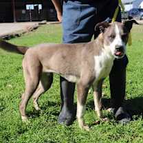 Thumbnail photo of Tuffy JuM #4