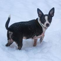 Thumbnail photo of Tinkerbell #1