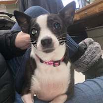 Thumbnail photo of Tinkerbell #2