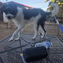 Thumbnail photo of Bobby #3