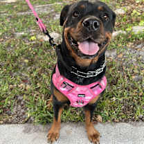 Thumbnail photo of Xena #1