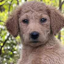 Thumbnail photo of Jingles #1