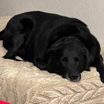 Thumbnail photo of Gordy #2