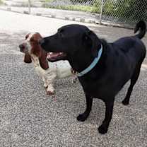 Thumbnail photo of Gordy #3