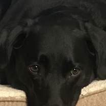 Thumbnail photo of Gordy #4