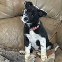 Thumbnail photo of Suki (Sue-Kee) #1