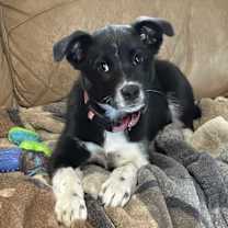 Thumbnail photo of Suki (Sue-Kee) #2