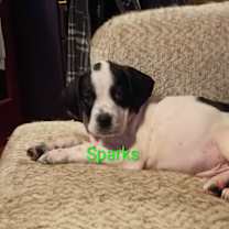 Thumbnail photo of Sparks #1