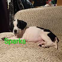 Thumbnail photo of Sparks #2