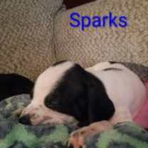 Thumbnail photo of Sparks #3