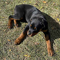 Thumbnail photo of Lucy #2