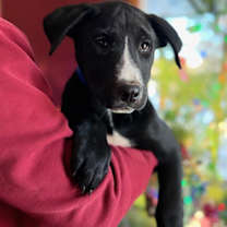 Thumbnail photo of Harley #2