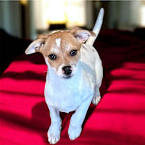 Thumbnail photo of Nino #1