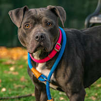 Thumbnail photo of Sundae #1