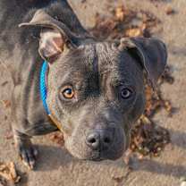 Thumbnail photo of Sundae #4