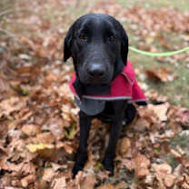 Thumbnail photo of Deuce  #2