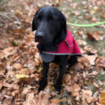 Thumbnail photo of Deuce  #3