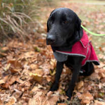 Thumbnail photo of Deuce  #4