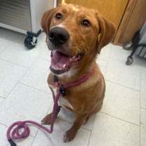 Thumbnail photo of Bobsled #1