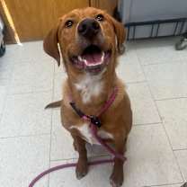 Thumbnail photo of Bobsled #2