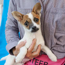 Thumbnail photo of PANINI #1