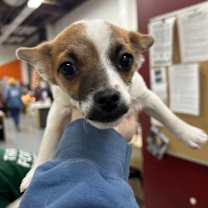 Thumbnail photo of PANINI #2