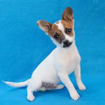 Thumbnail photo of PANINI #3