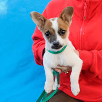 Thumbnail photo of PANINI #4