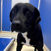 Thumbnail photo of Radlee #2