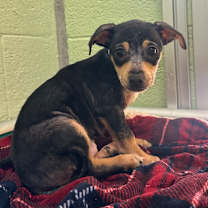 Thumbnail photo of Rudy #1