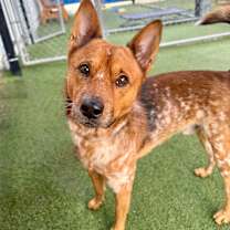 Thumbnail photo of Bingo  #1