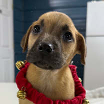 Thumbnail photo of Tinsel #1