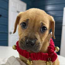 Thumbnail photo of Twinkle #1