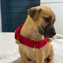 Thumbnail photo of Tinsel #2