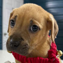 Thumbnail photo of Twinkle #2