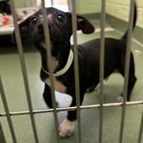 Thumbnail photo of Mittens  #4