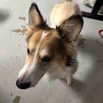 Thumbnail photo of Jangle #2