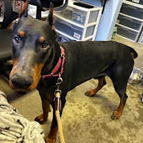 Thumbnail photo of Prince #1