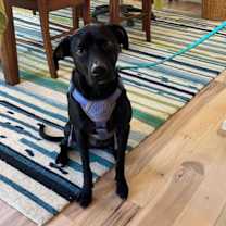 Thumbnail photo of Buzz Light year #3