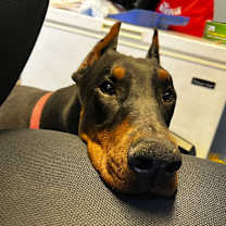 Thumbnail photo of Prince #2