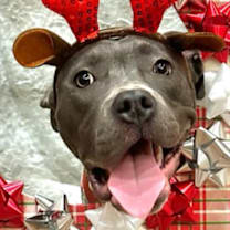 Thumbnail photo of Willa Bleu #3