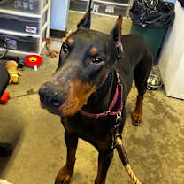 Thumbnail photo of Prince #3