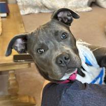 Thumbnail photo of Willa Bleu #4