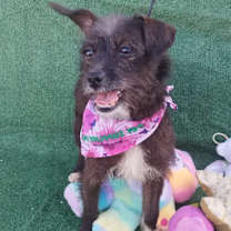 Thumbnail photo of Molly #1