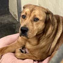 Thumbnail photo of Maggie #1