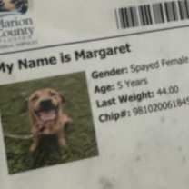 Thumbnail photo of Maggie #2