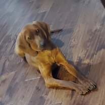 Thumbnail photo of Cinnamon #1