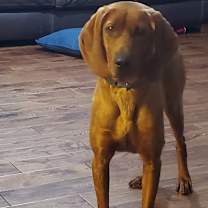 Thumbnail photo of Cinnamon #2