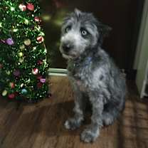 Thumbnail photo of Oreo #3